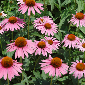 Echinacea Starlight | Plant Seeds