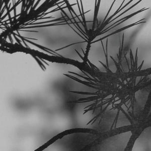 Forest Riot | Eau de Parfum
