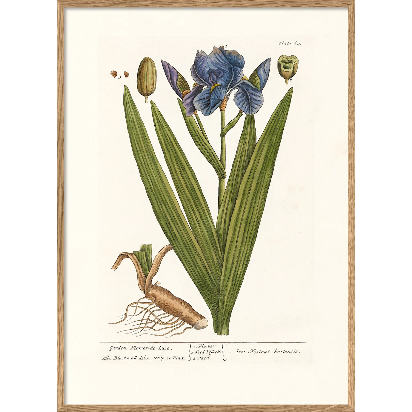 GARDEN FLOWER-DE-LUCE | 30x40cm | OAK FRAME