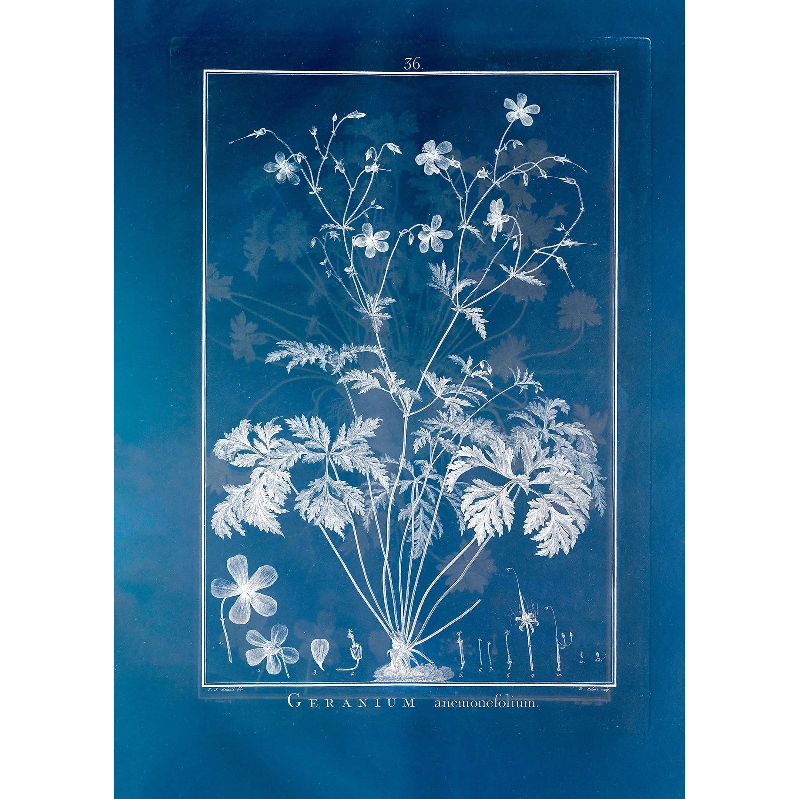 GERANIUM ANEMONEFOLIUM | 21x30cm