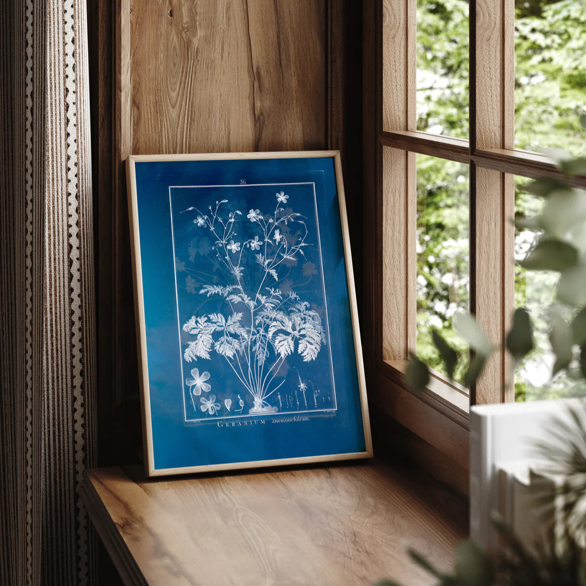 GERANIUM ANEMONEFOLIUM | 21x30cm