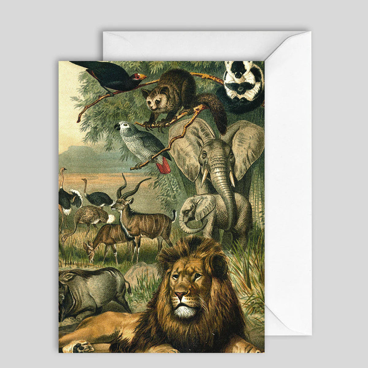 Greeting Card African Fauna