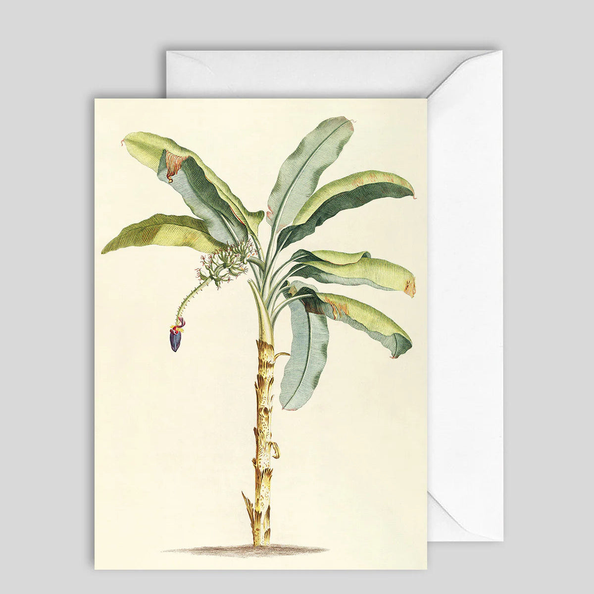 Greeting Card Banana Tree