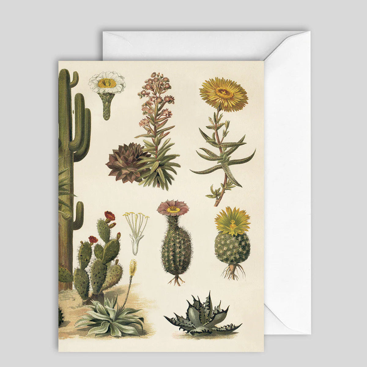 Greeting Card Cacti