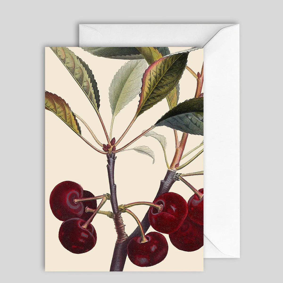 Greeting Card Cherry
