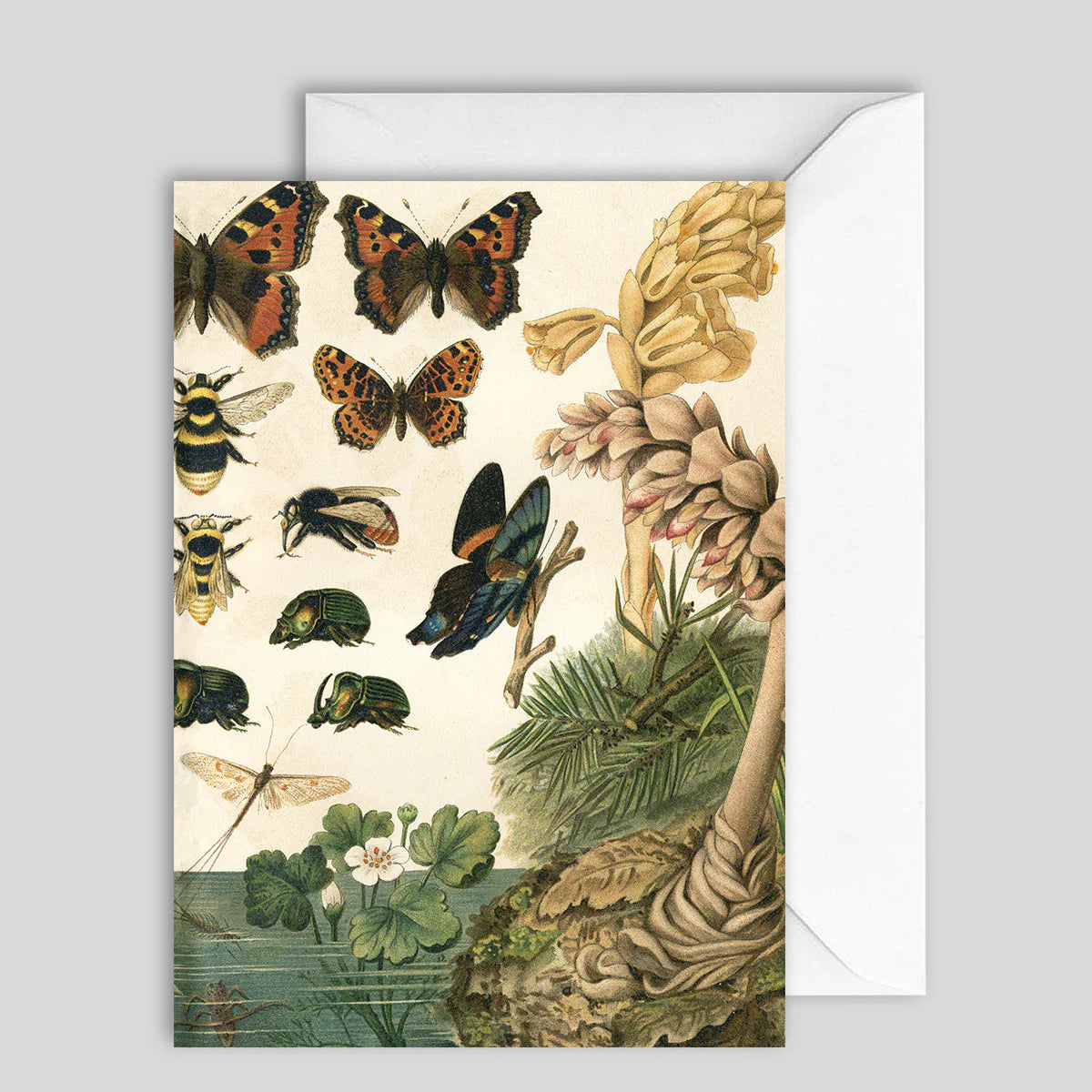 Greeting Card Darwinism