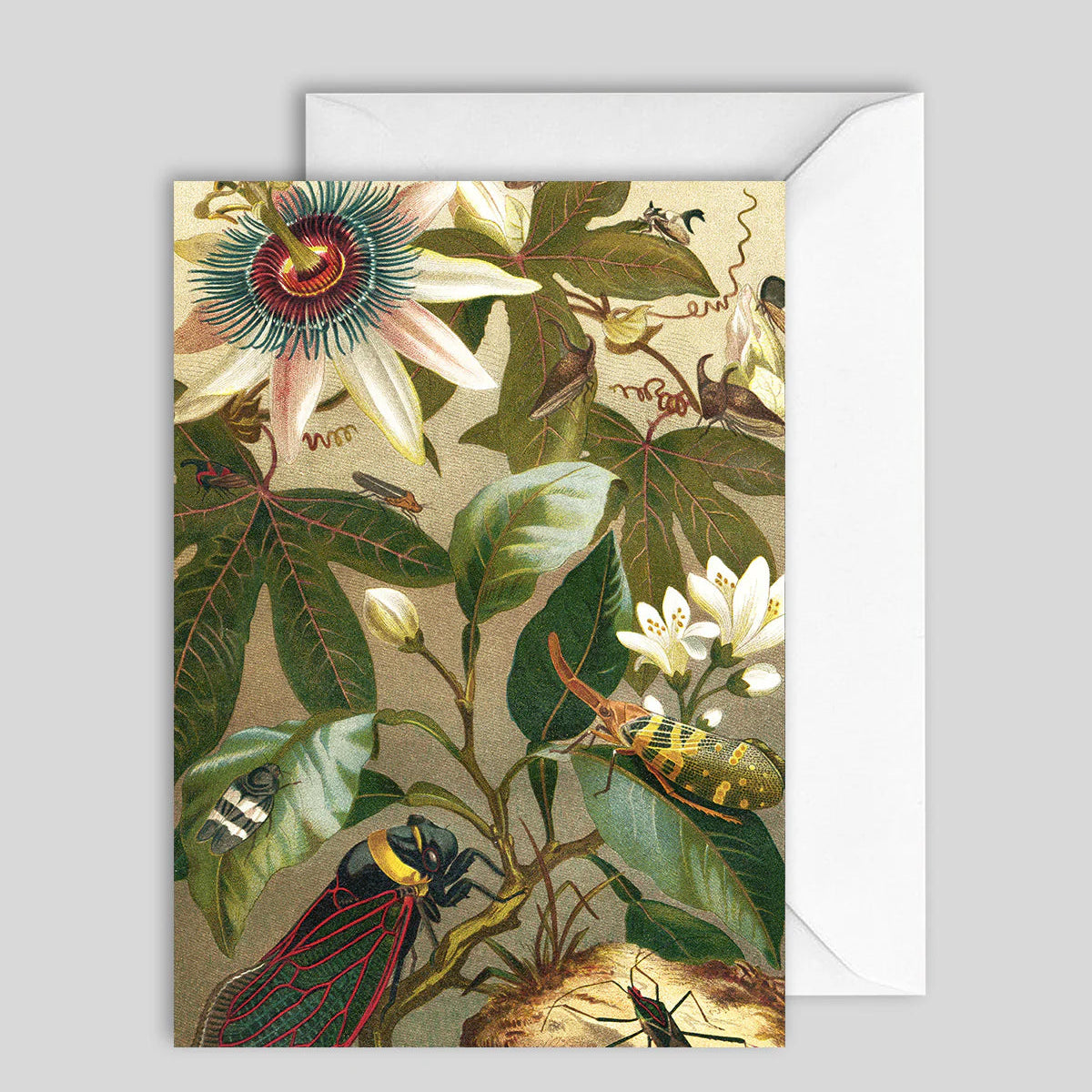 Greeting Card Insects