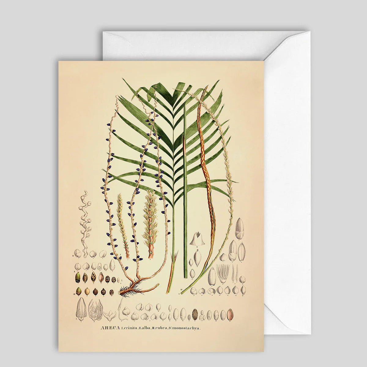 Greeting Card Palm