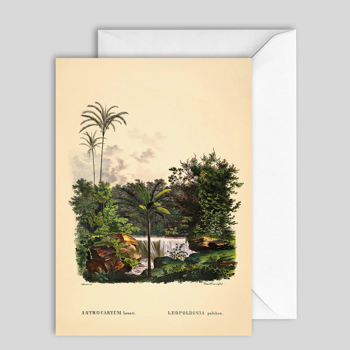 Greeting Card Palms