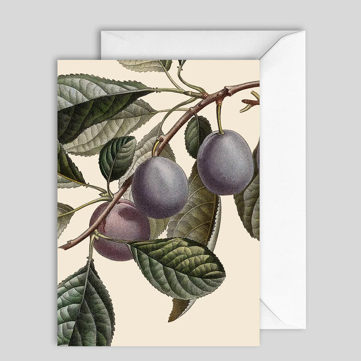 Greeting Card Plum