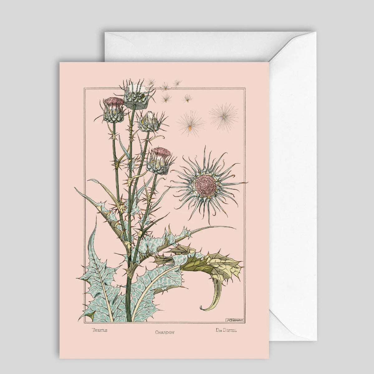 Greeting Card Thistle