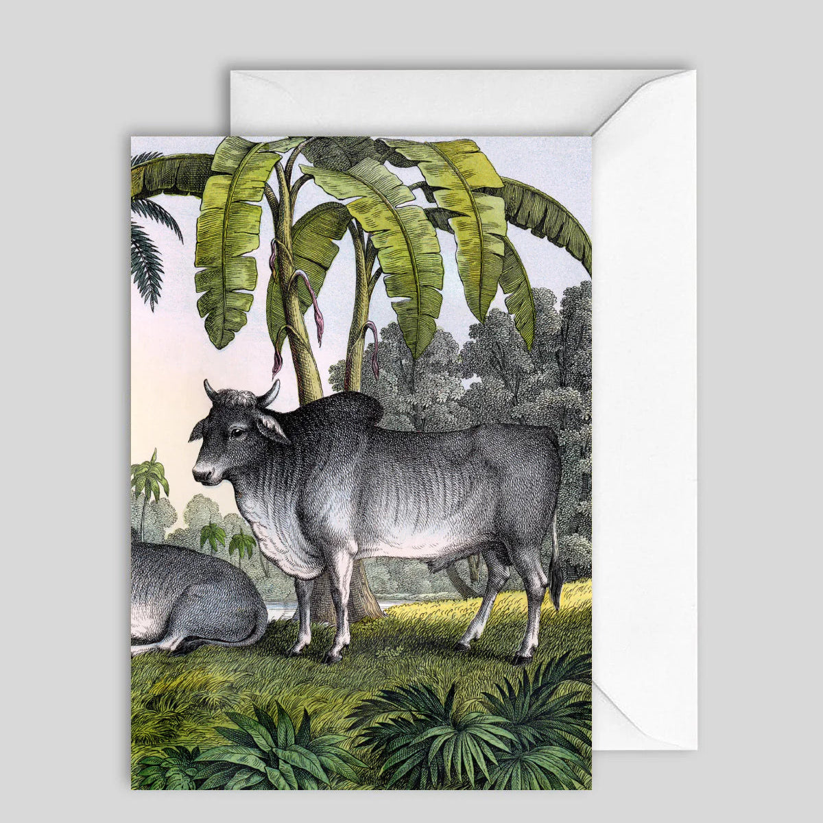 Greeting Card Water Baffolo