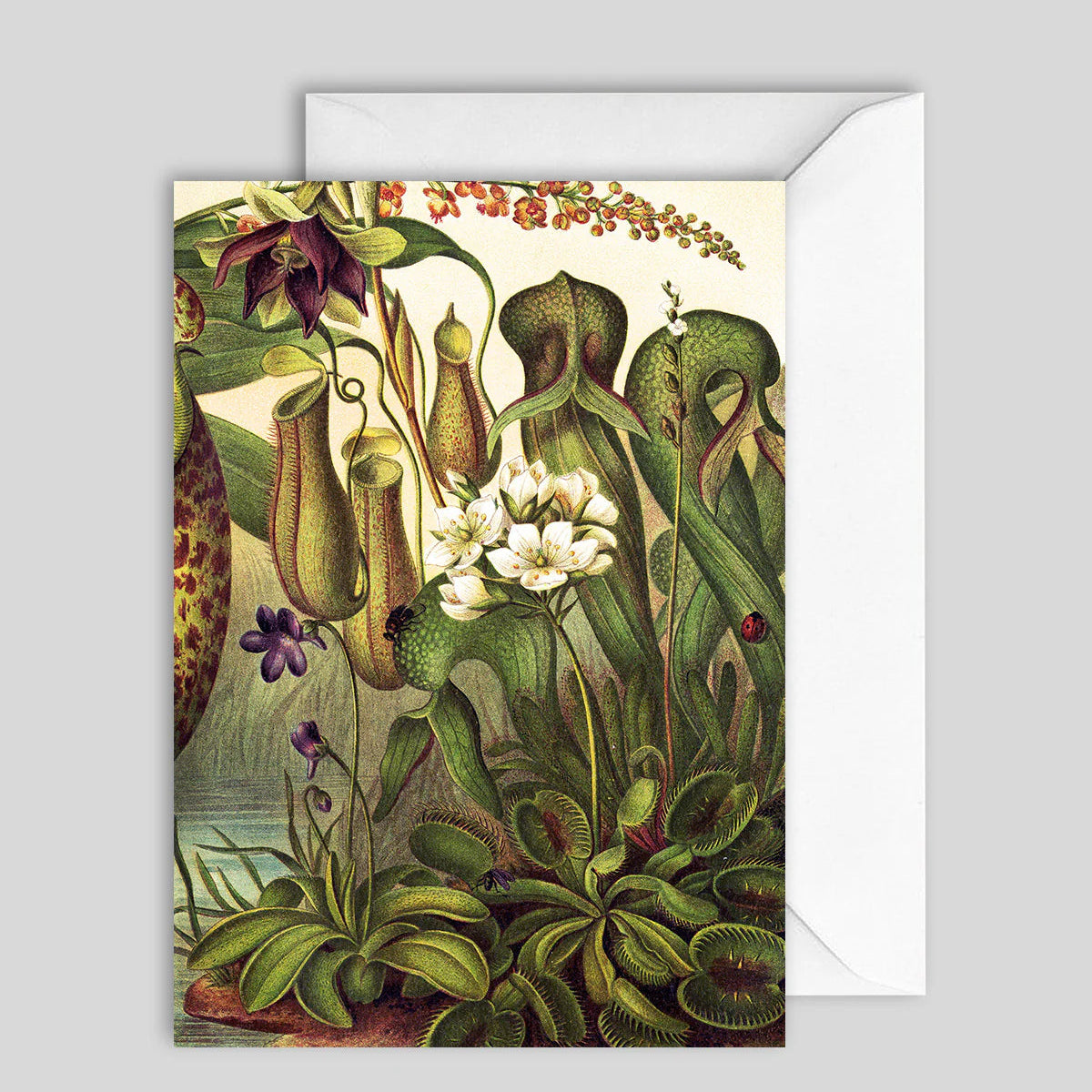 Greeting Card Water Plants