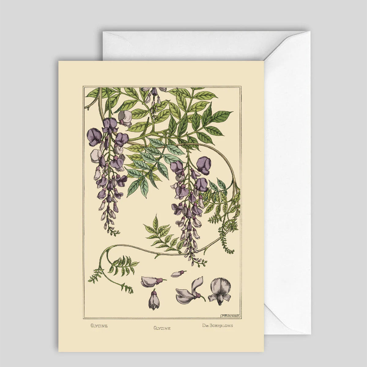 Greeting Card Wisteria
