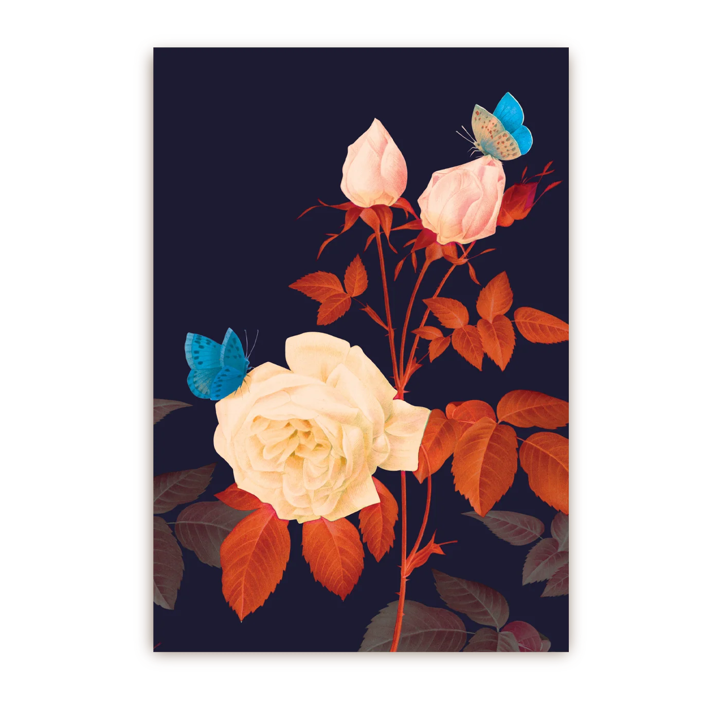 Hymenee Rose | Postcard