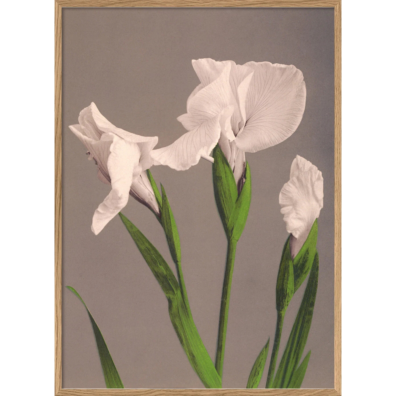 IRIS KÆMPFERI | 30x40cm | OAK FRAME