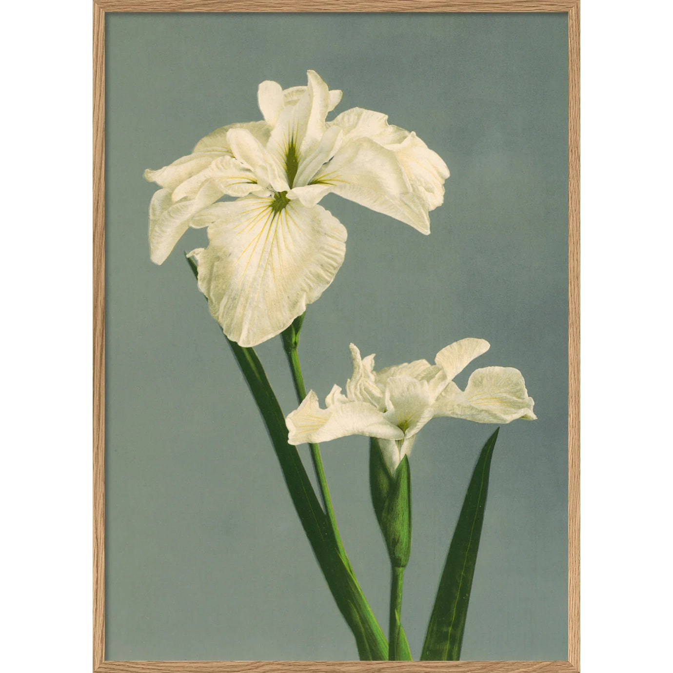 IRIS LAEVIGATA | 30x40cm | OAK FRAME