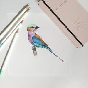 Irojiten Colour Pencil Set | Collection 3