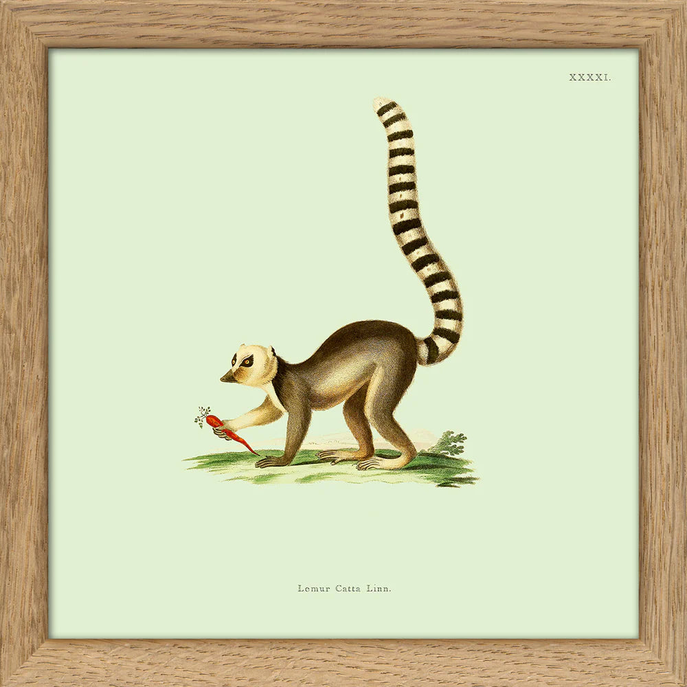 LEMUR | 15x15cm | OAK FRAME