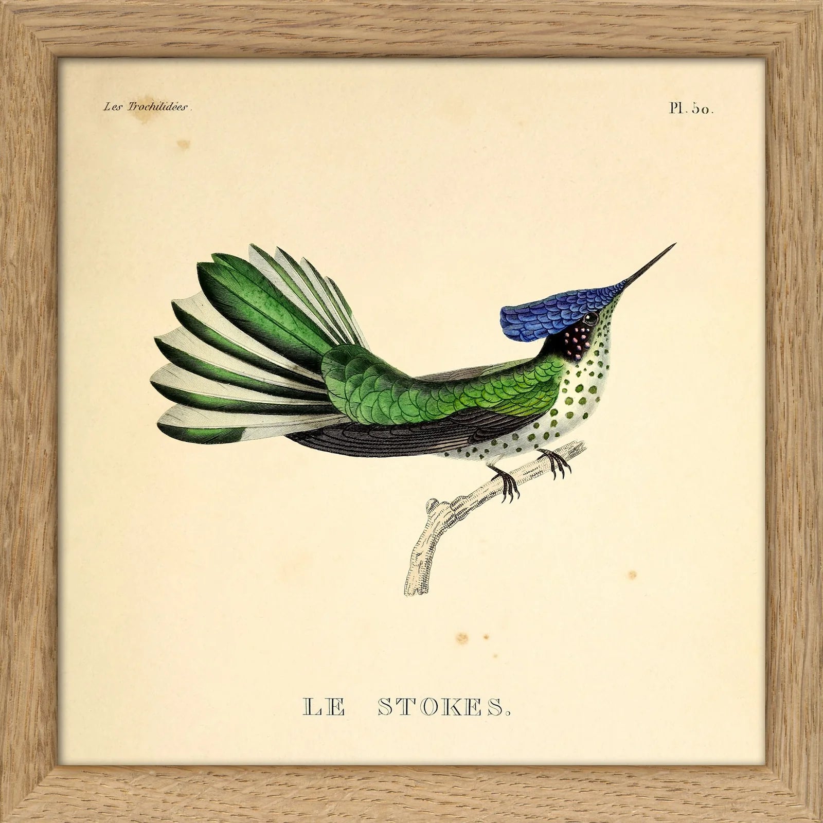 LE STOKES HUMMINGBIRD | 15x15cm | OAK FRAME