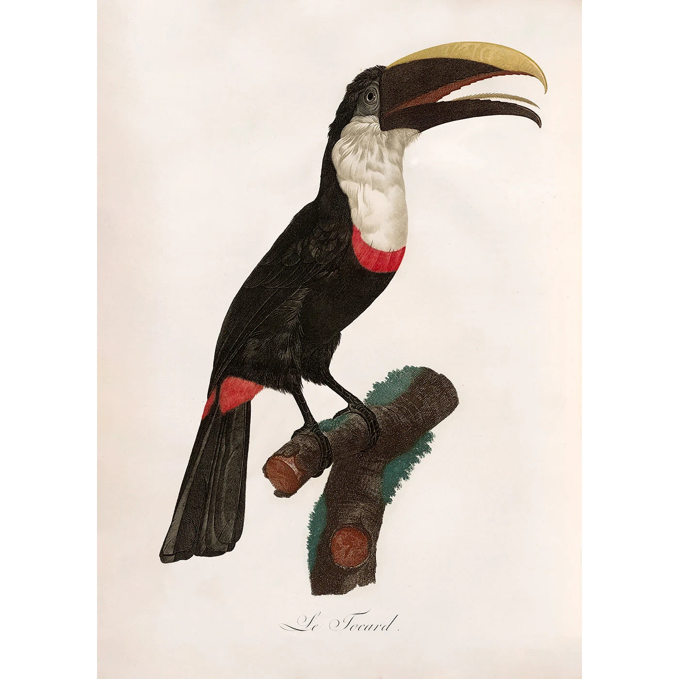 LE TOUCAN TOCARD | 30x40cm