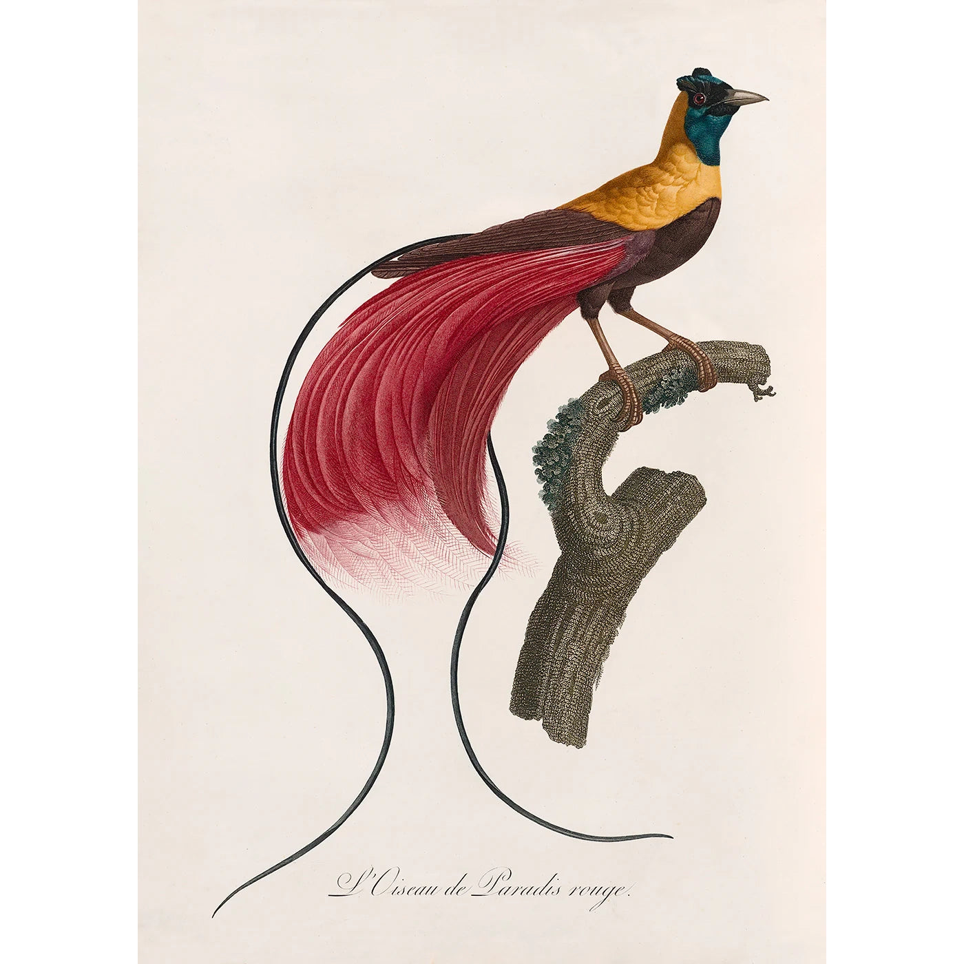 L'OISEAU DE PARADIS ROUGE | 30x40cm