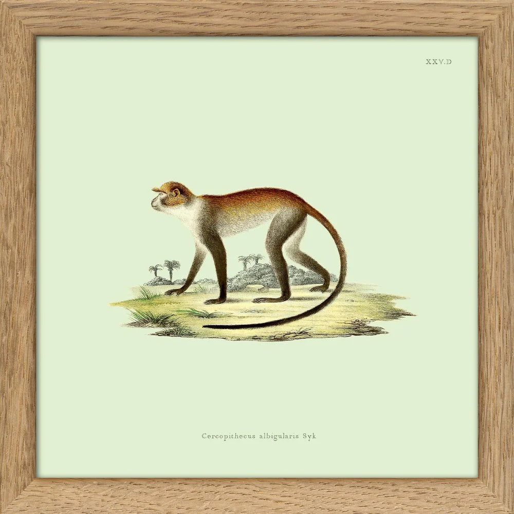 MONKEY NO 1 | 15x15cm | OAK FRAME