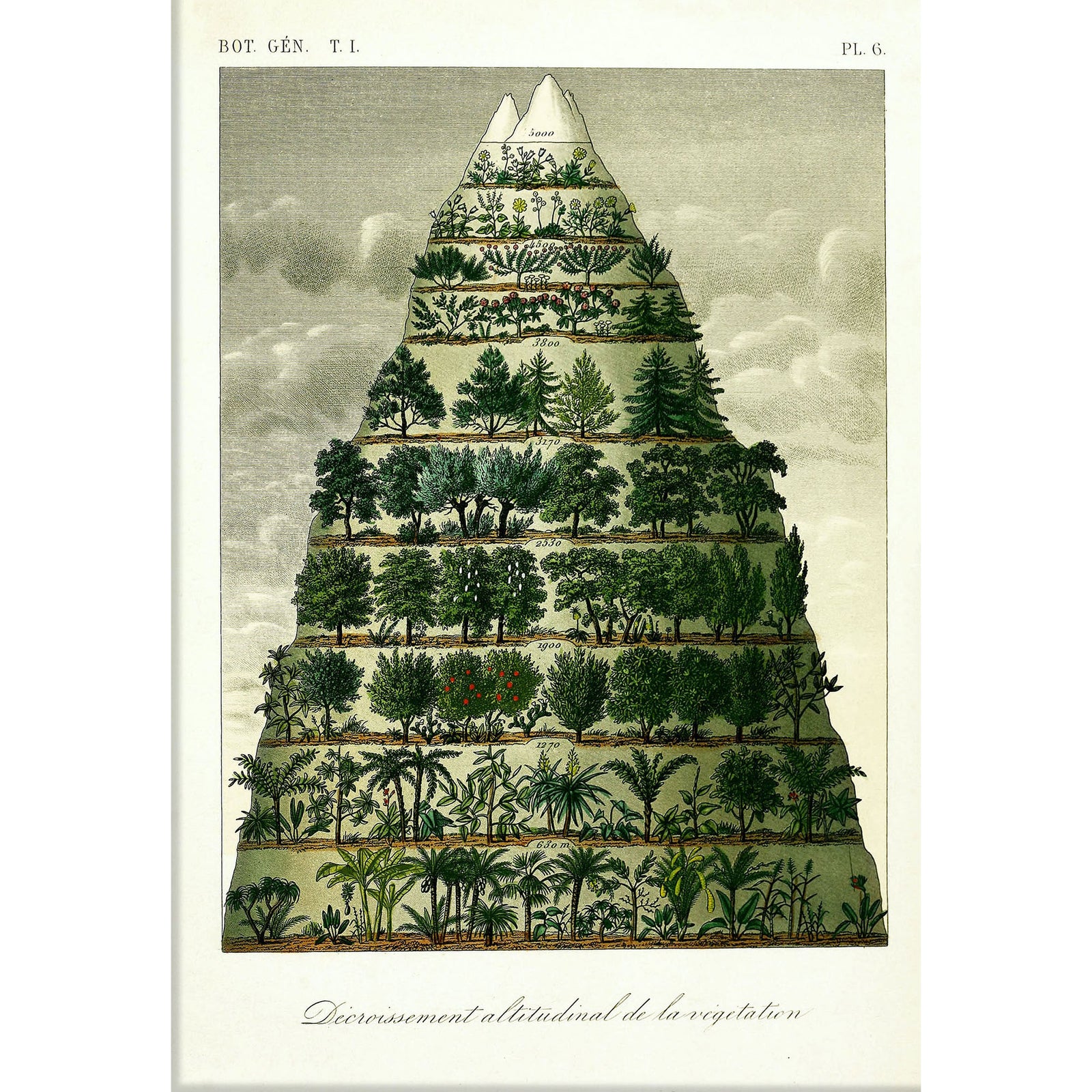 MOUNTAIN AND VEGETATION I. | 21x30cm