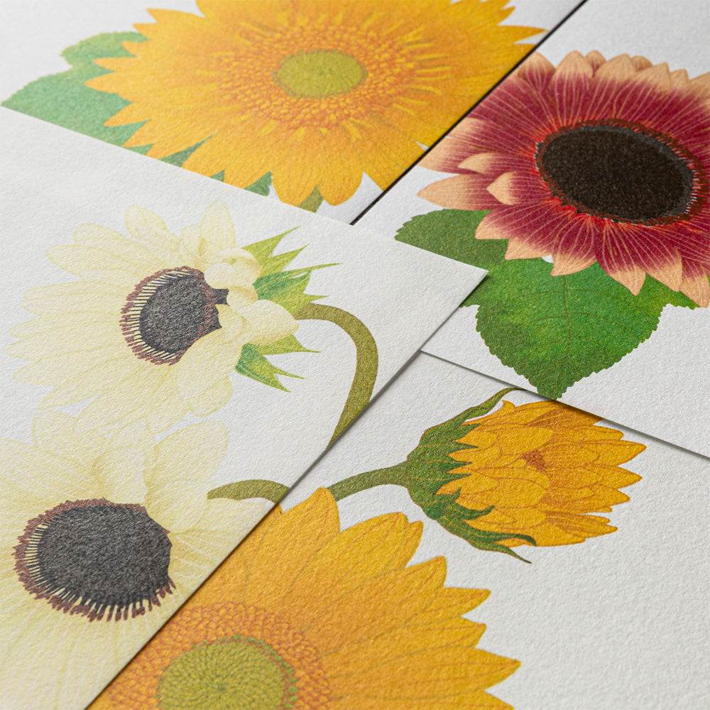 Mid Summer 2026 Limited | Kami Series Letter Pad | Sunflower