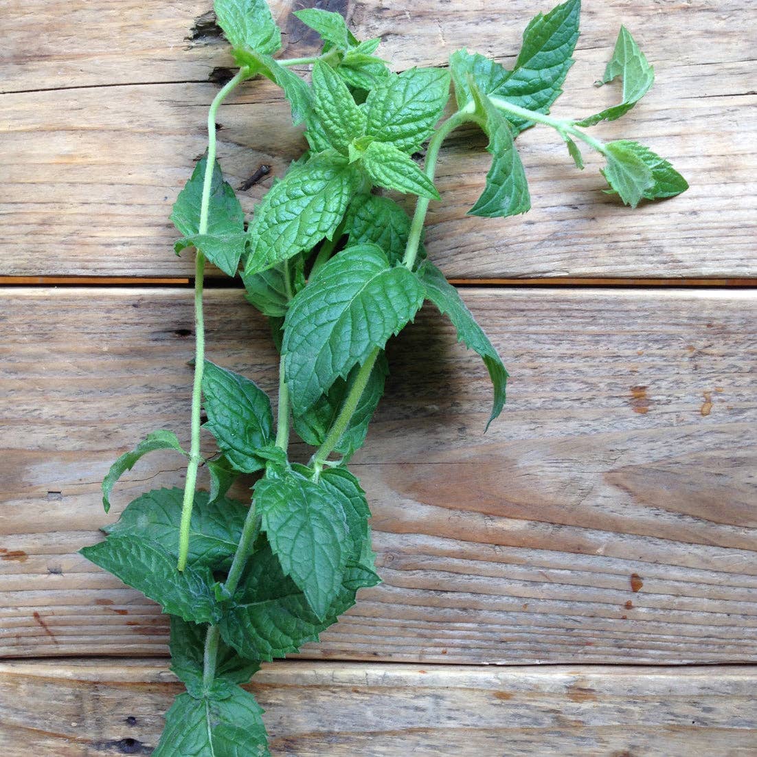 Mint Moroccan Spearmint | Plant Seeds