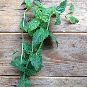 Mint Moroccan Spearmint | Plant Seeds