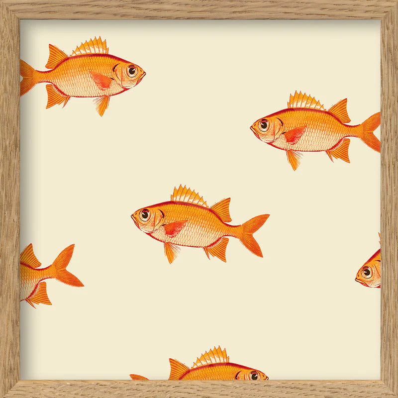 ORANGE FISHES | 15x15cm | OAK FRAME
