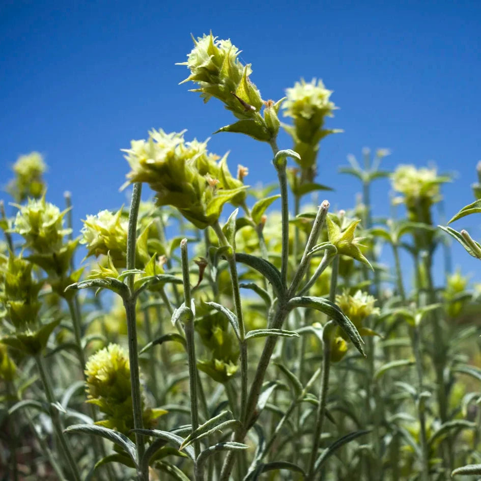greek organic mountain tea at material26 berlin