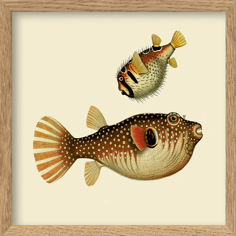 PUFFER FISHES | 15x15cm | OAK FRAME