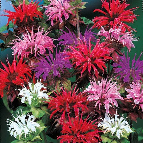 Panorama Mix Monarda Seeds