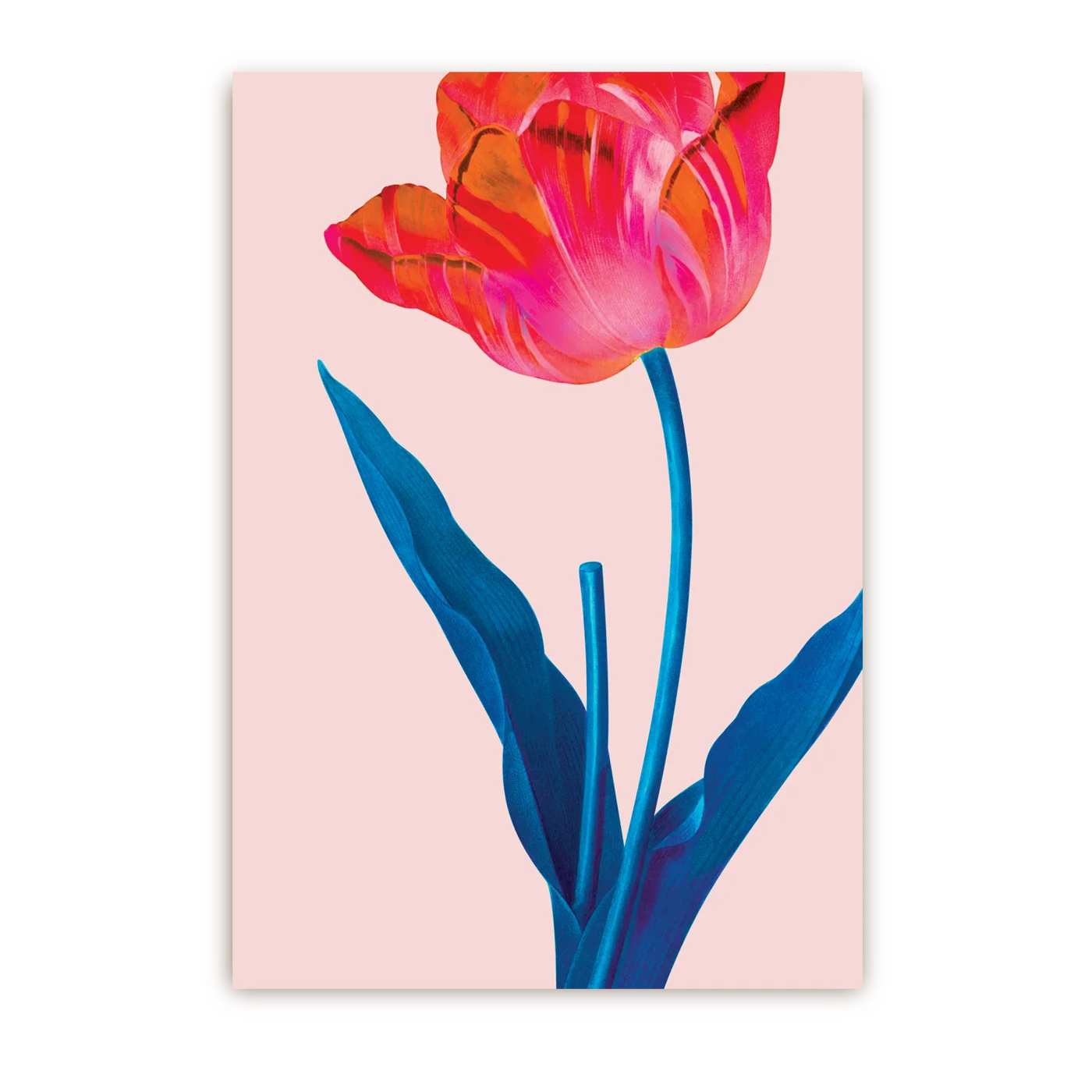 Pink Tulip | Postcard