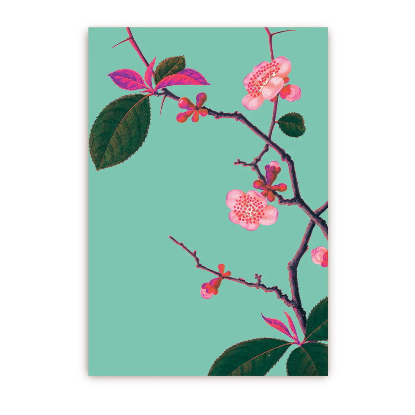 Pyrus Japonica Botanic | Postcard