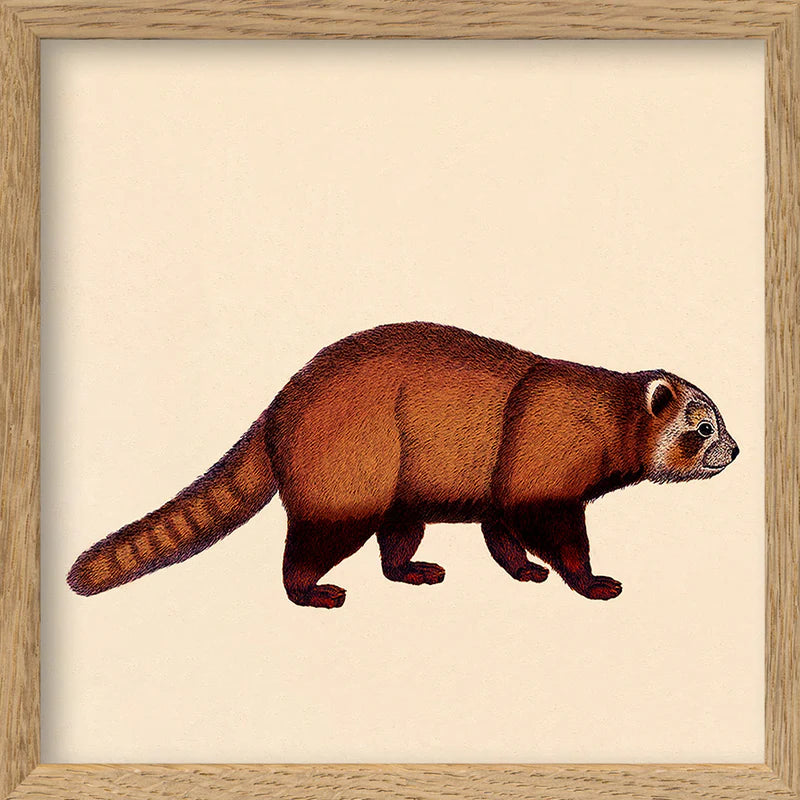 RED PANDA | 15x15cm | OAK FRAME