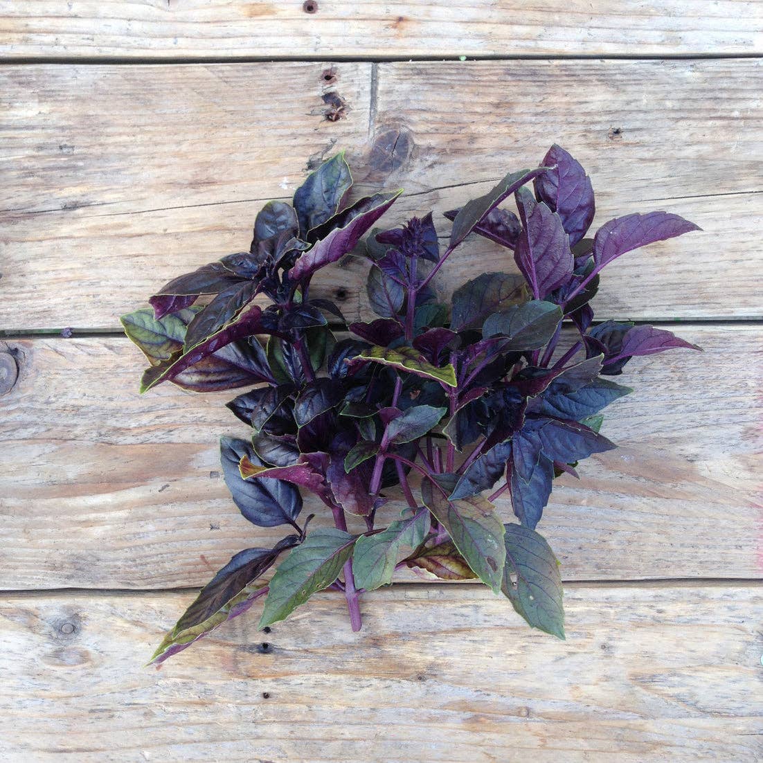 RED RUBIN BASIL SEEDS