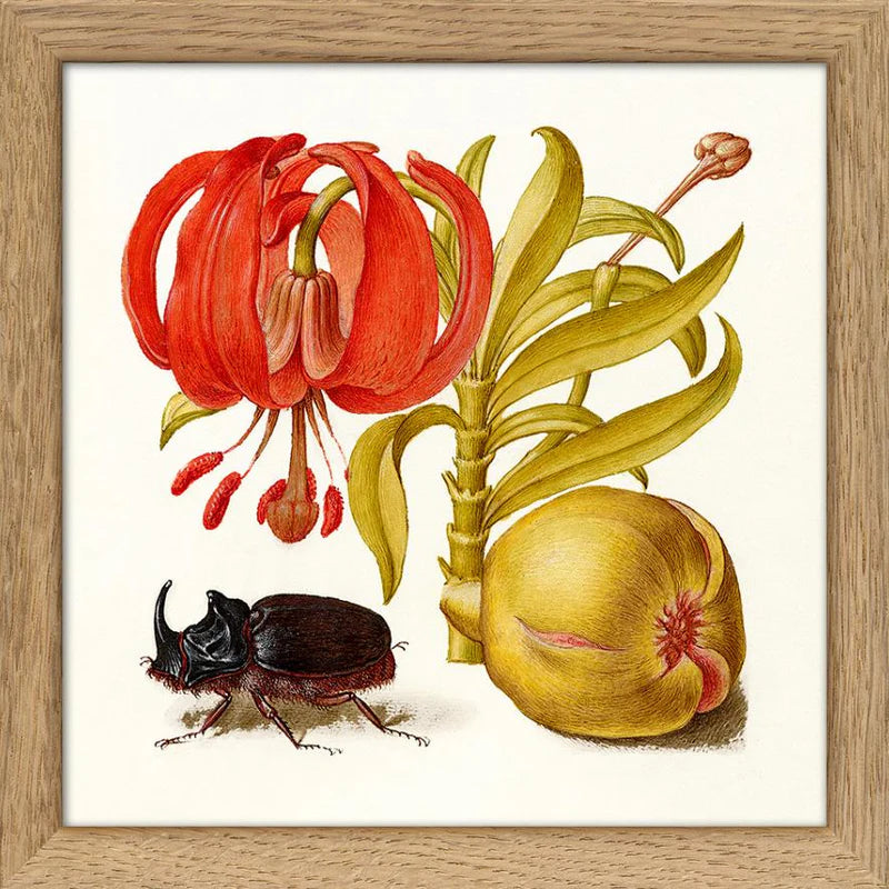 RHINOCEROS BEETLE | 15x15cm | OAK FRAME