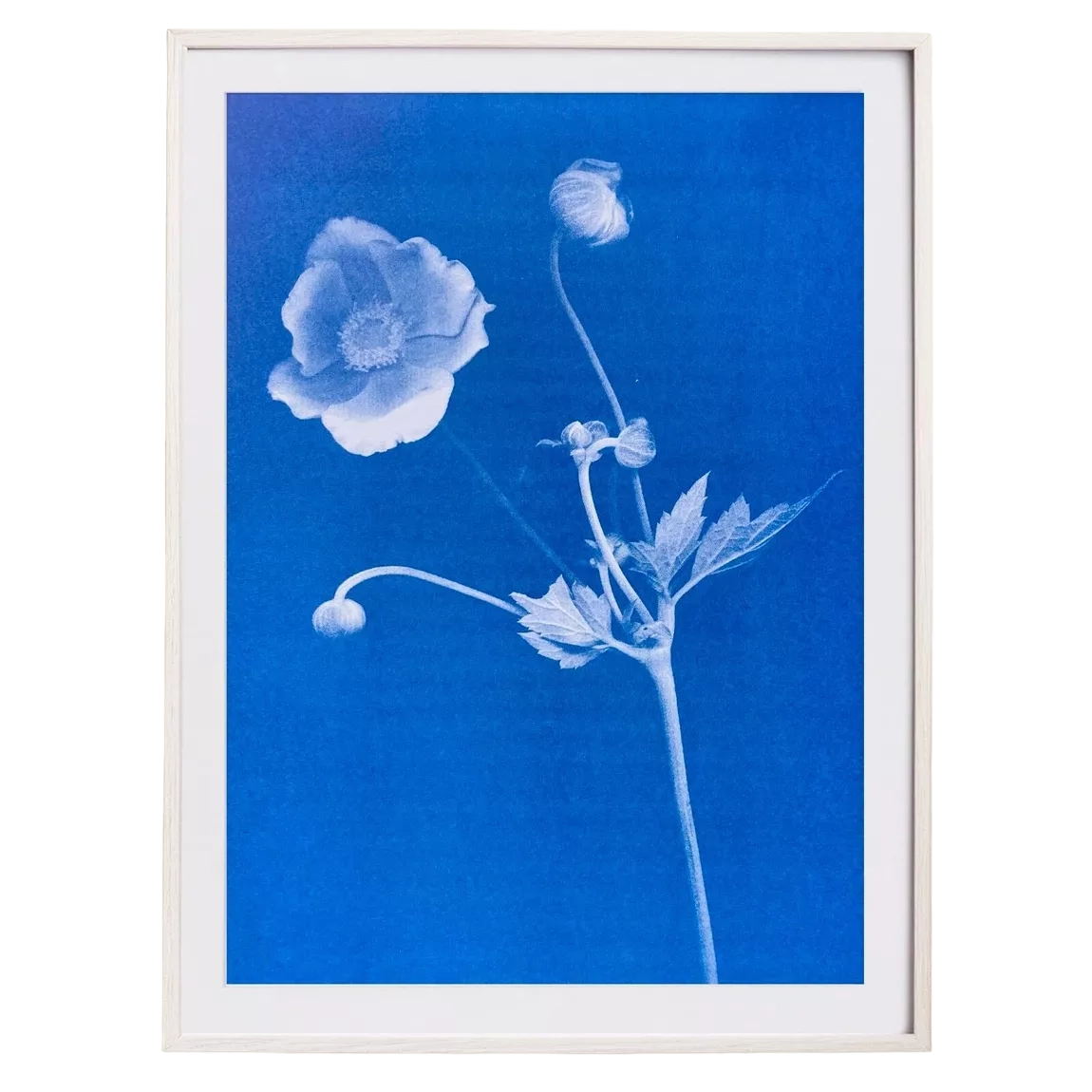 Risography Artprint Poster A3 | Unframed | Anemone