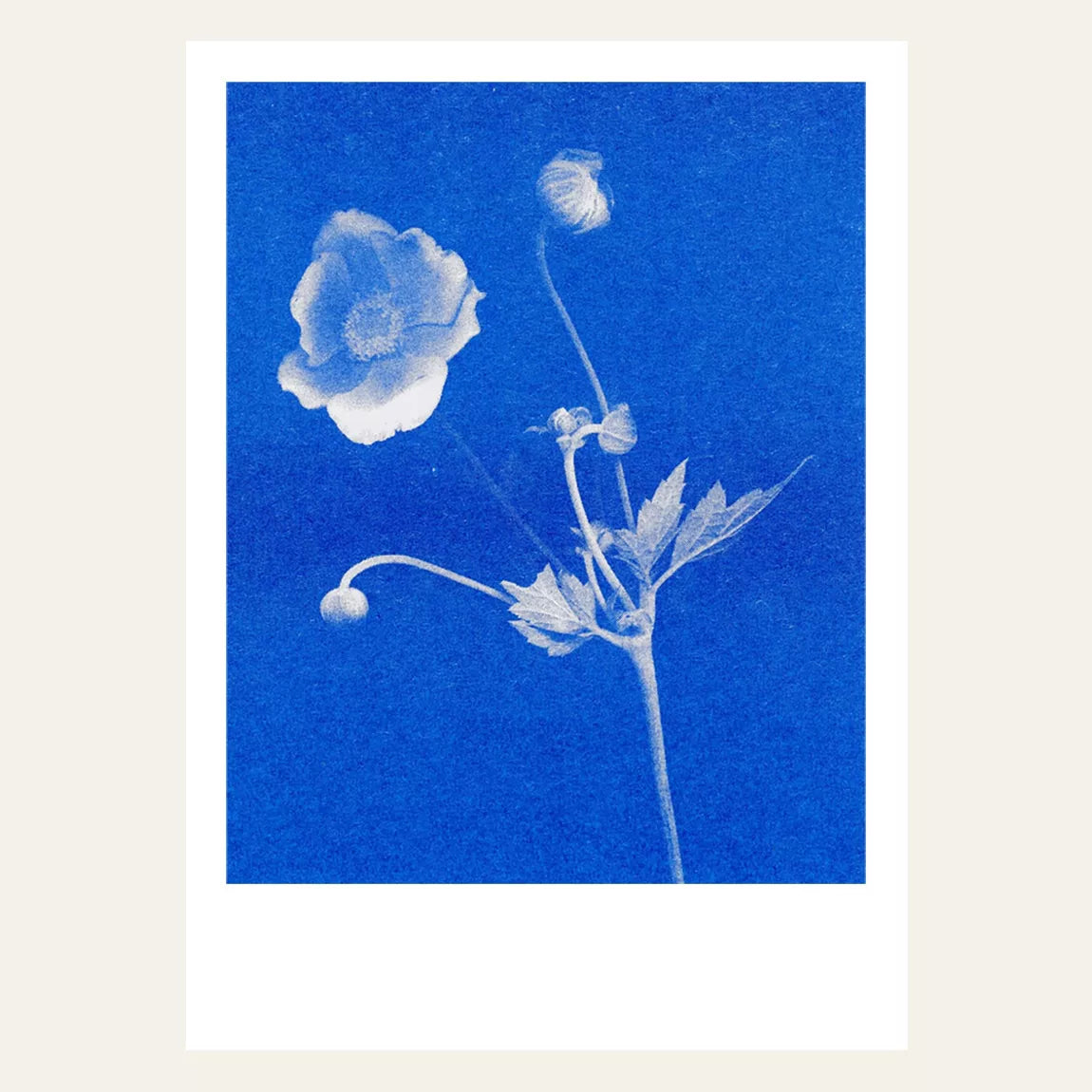Risography Postcard | Anemone