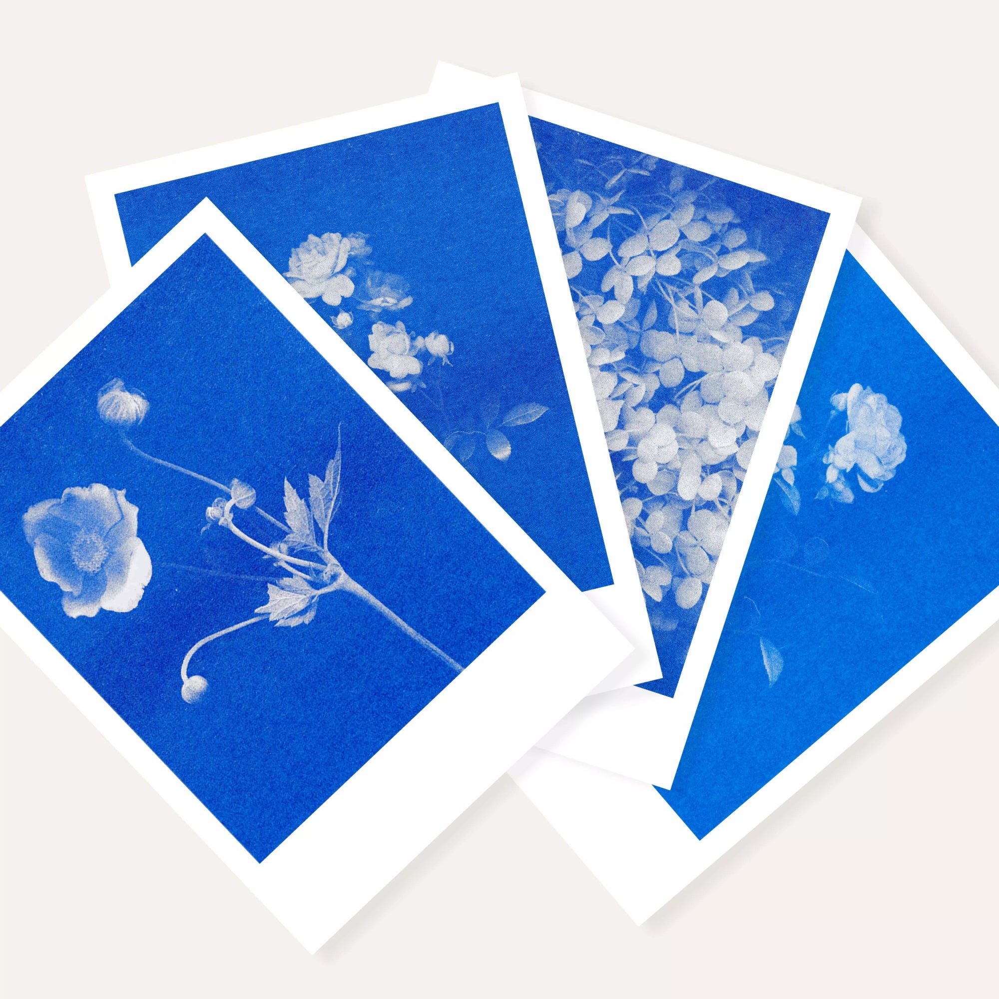 Risography Postcard | Rose No. 1