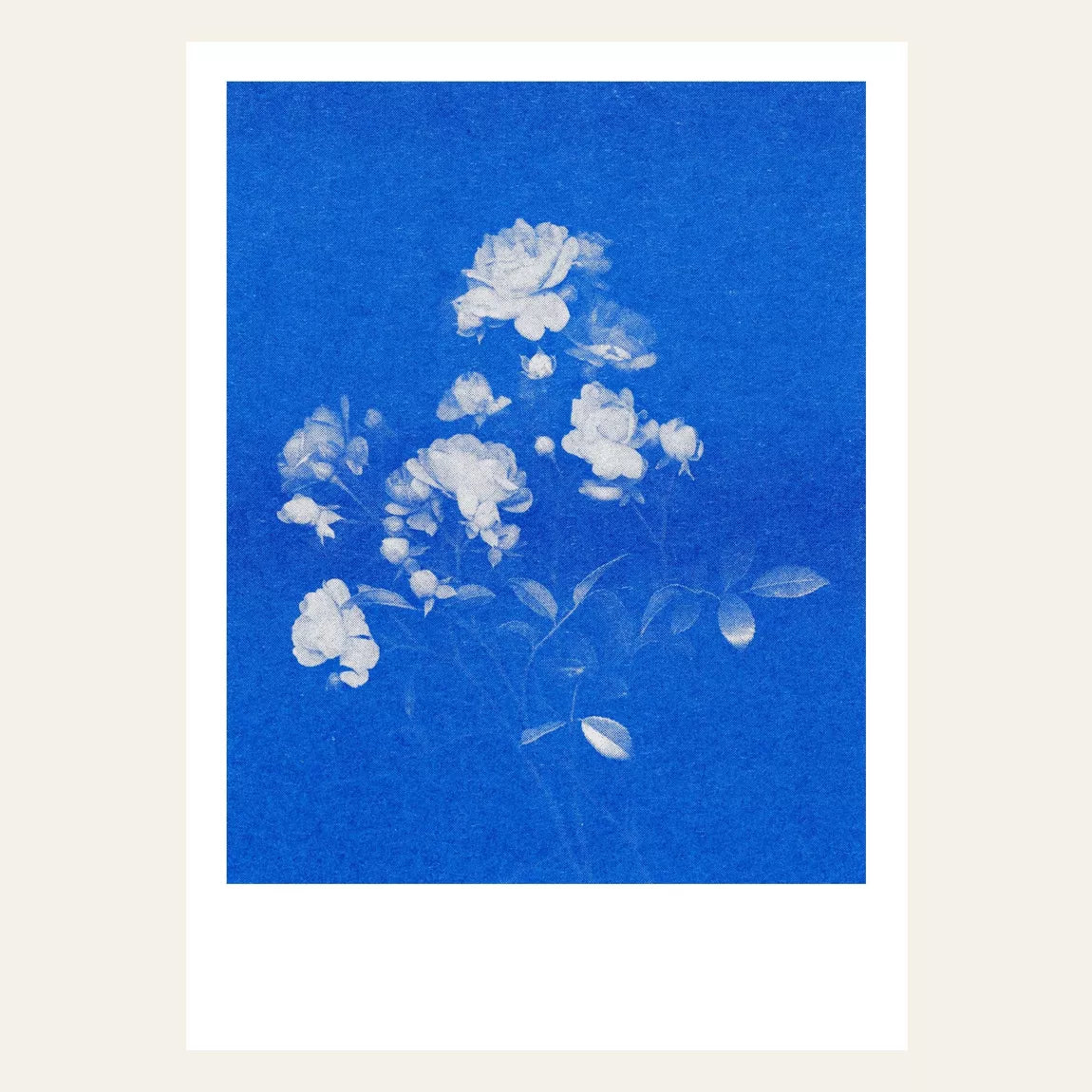 Risography Postcard | Rose No. 1