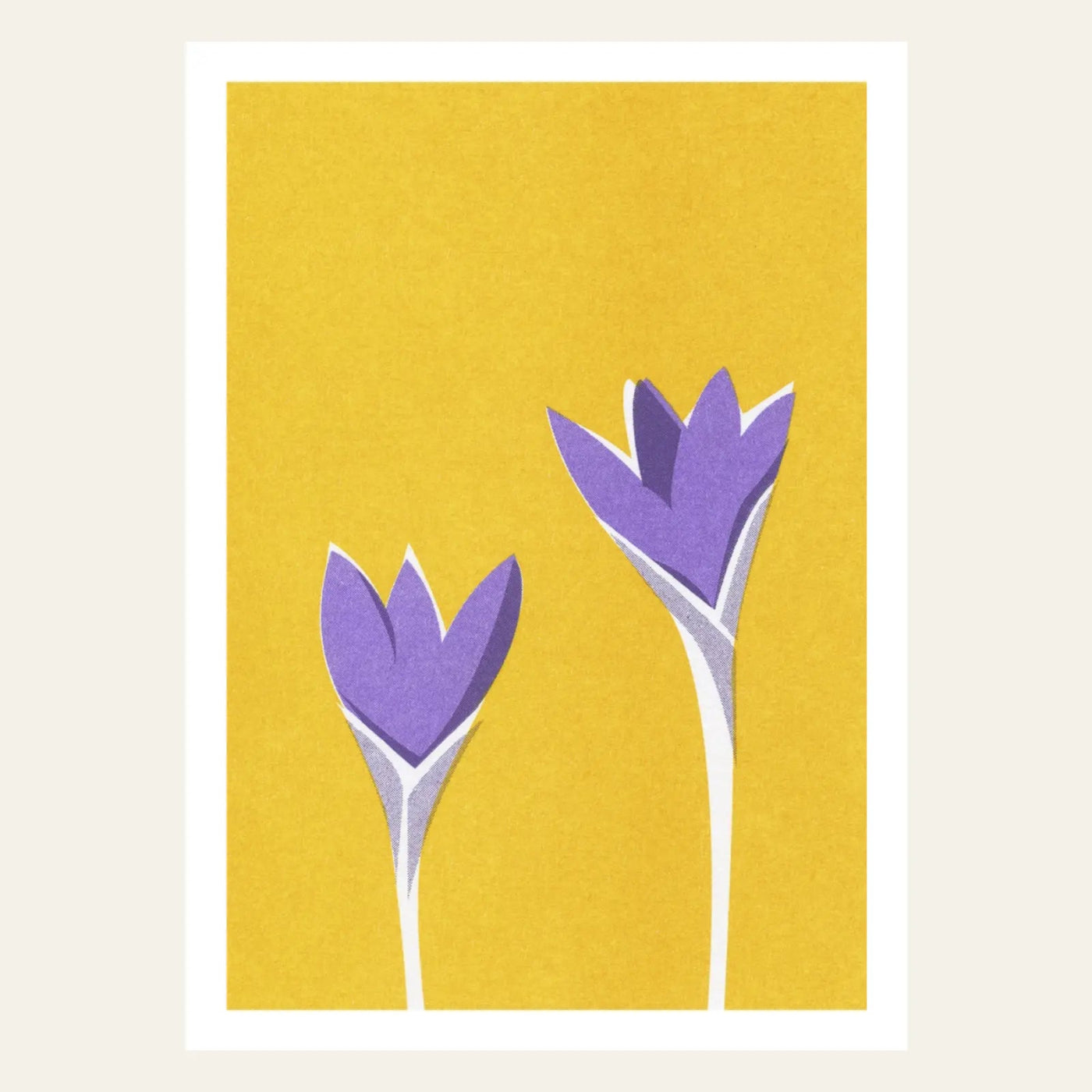 Risography postcard | Crocus