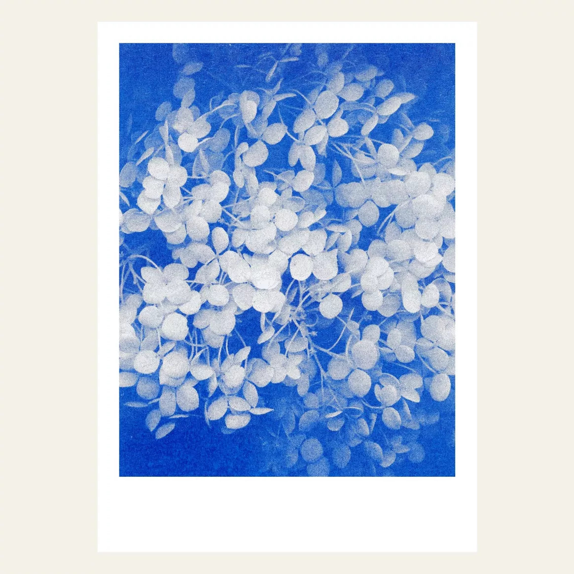 Risography postcard | Hydrangea