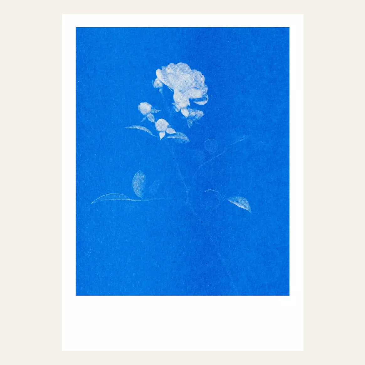 Risography postcard | Rose No. 2