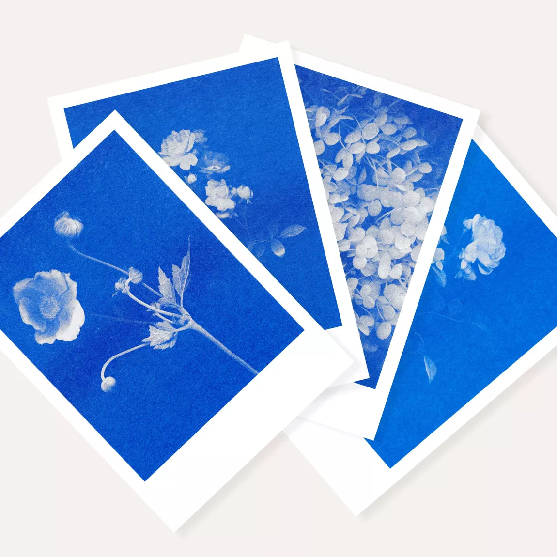Risography postcard | Hydrangea