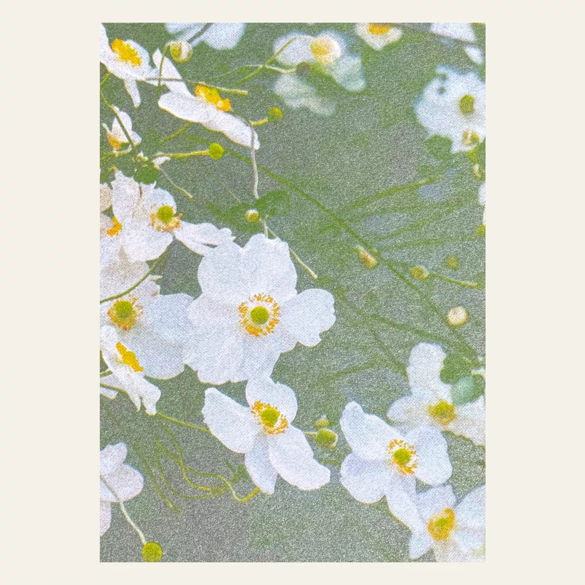 Risography postcard | White Anemones