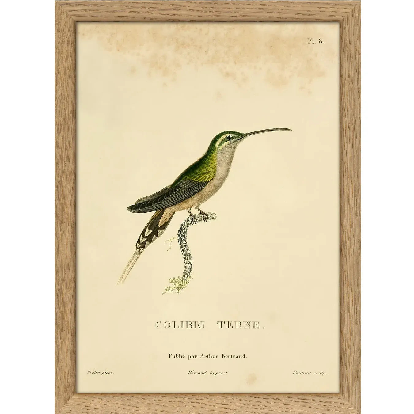 SCALY-BREASTED HUMMINGBIRD | 15x21cm | OAK FRAME